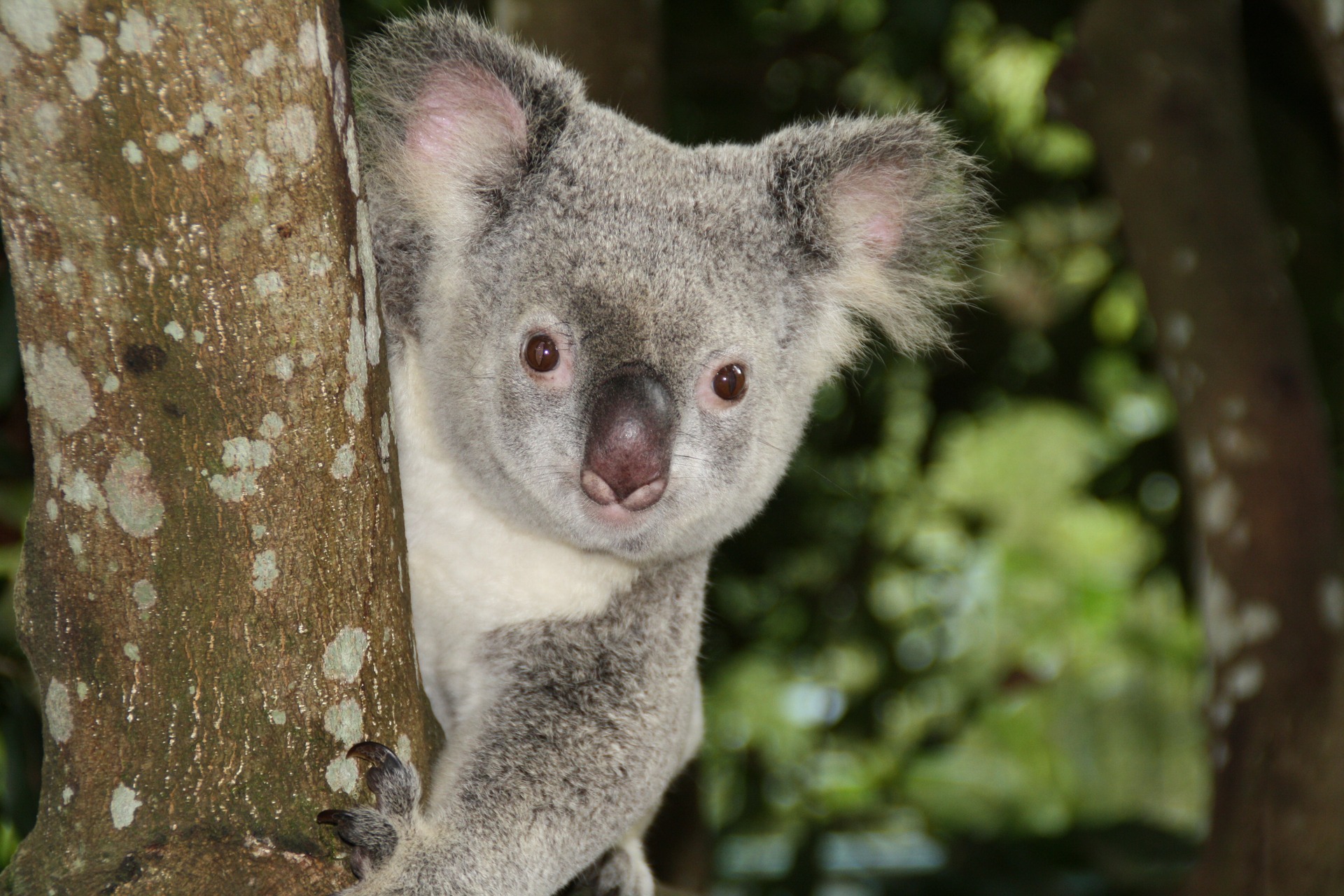 Australien, Koala